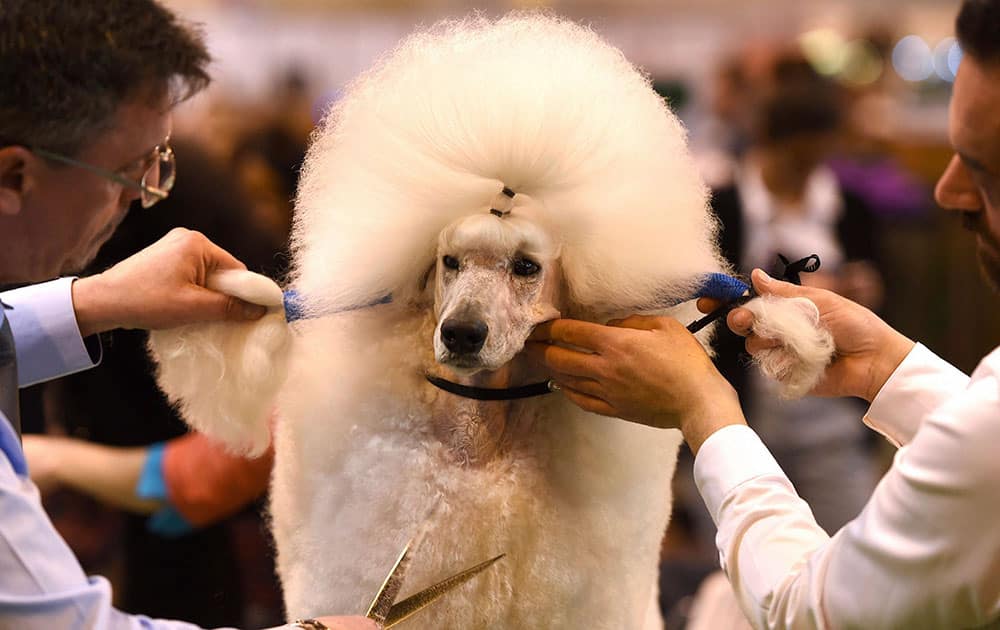 A poodle is groomed on the second day of Crufts dog