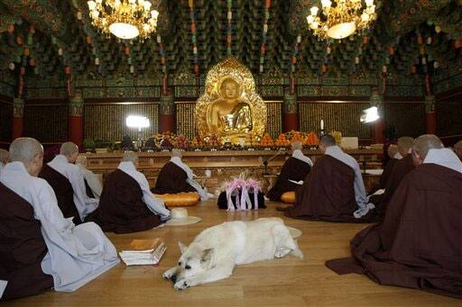 South Korean Buddhists monks participate in a service to celebrate the birthday of Buddha.