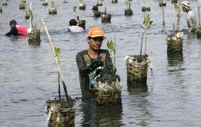 Workers plant mangrove trees at a conservation garden in Jakarta to mark Earth Day 