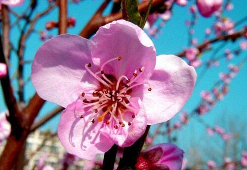 Full bloom: Spring in its full glory.