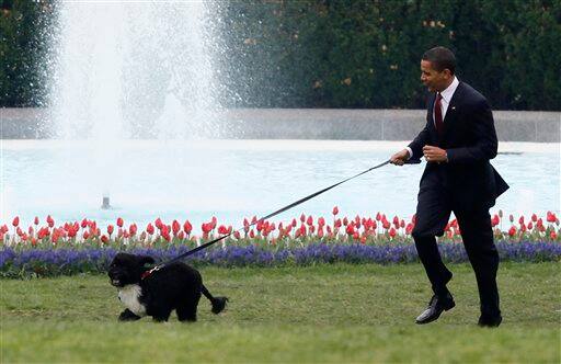 President Barack Obama walks his 6-month-old Portuguese water dog Bo on the South Lawn at the White House in Washington