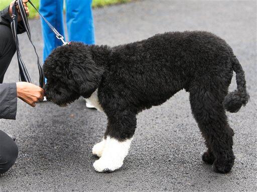 First lady Michelle Obama holds Bo, on the South Lawn of the White House Tuesday