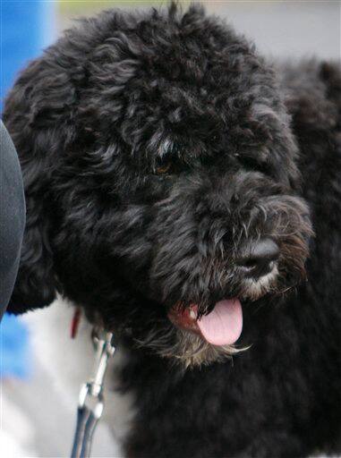 President Barack Obama shows off their new dog Bo, Tuesday, April 14, 2009, a 6-month-old Portuguese Water Dog at the White House