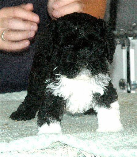 Bo, the new Obama family dog, is seen in Texas at his breeders when he was 6 1/2-weeks-old.