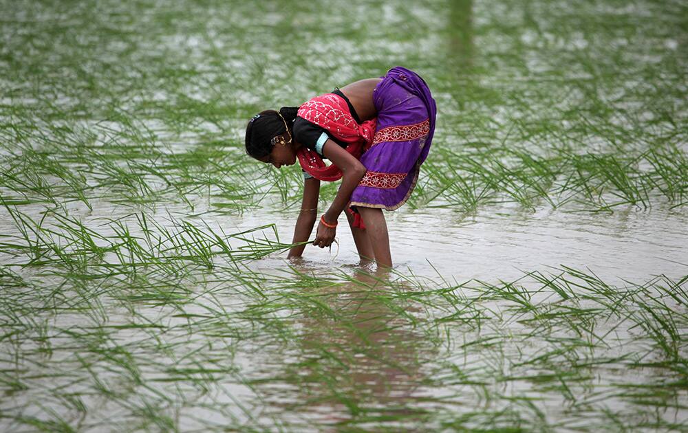 A laborer transplants paddy saplings in a field on the outskirts of Ahmadabad. After fears of possible drought, the monsoon finally hit most areas of the state, coming as a relief to farmers. 