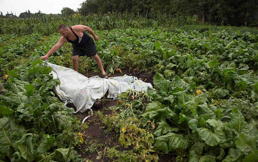 A man covers a body with a plastic sheet near the site of a crashed Malaysia Airlines passenger plane near the village of Rozsypne, Ukraine.