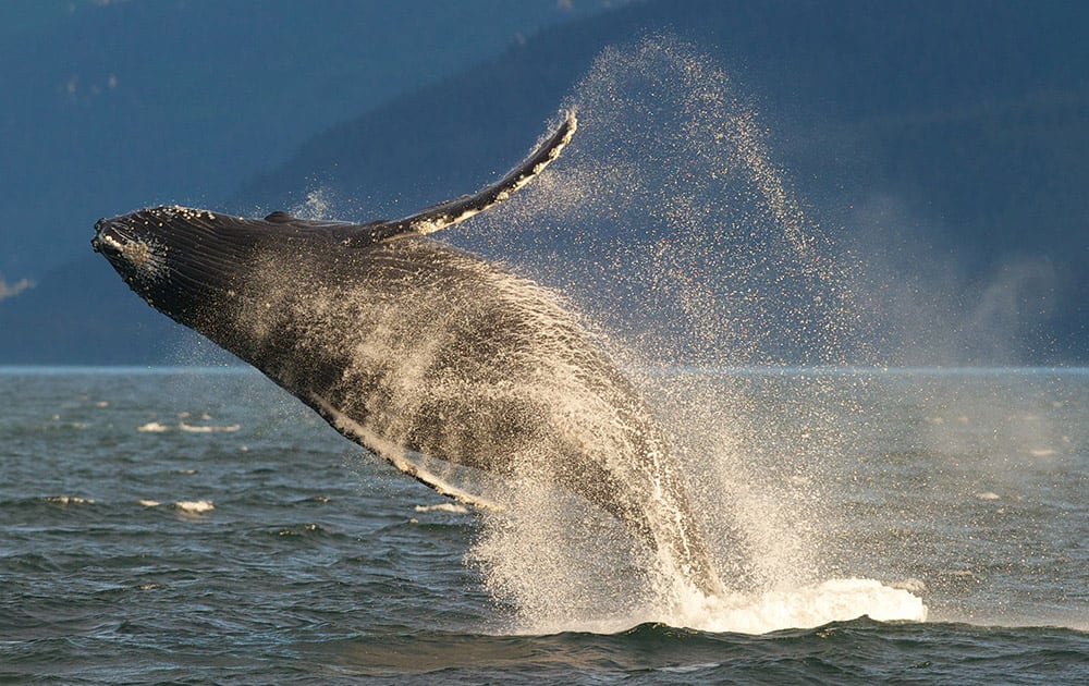 An adult humpback whale breaches in Lynn Canal near Juneau, Alaska. Humpback whale numbers are increasing, although the animal is still listed as endangered as part of the Endangered Species Act.