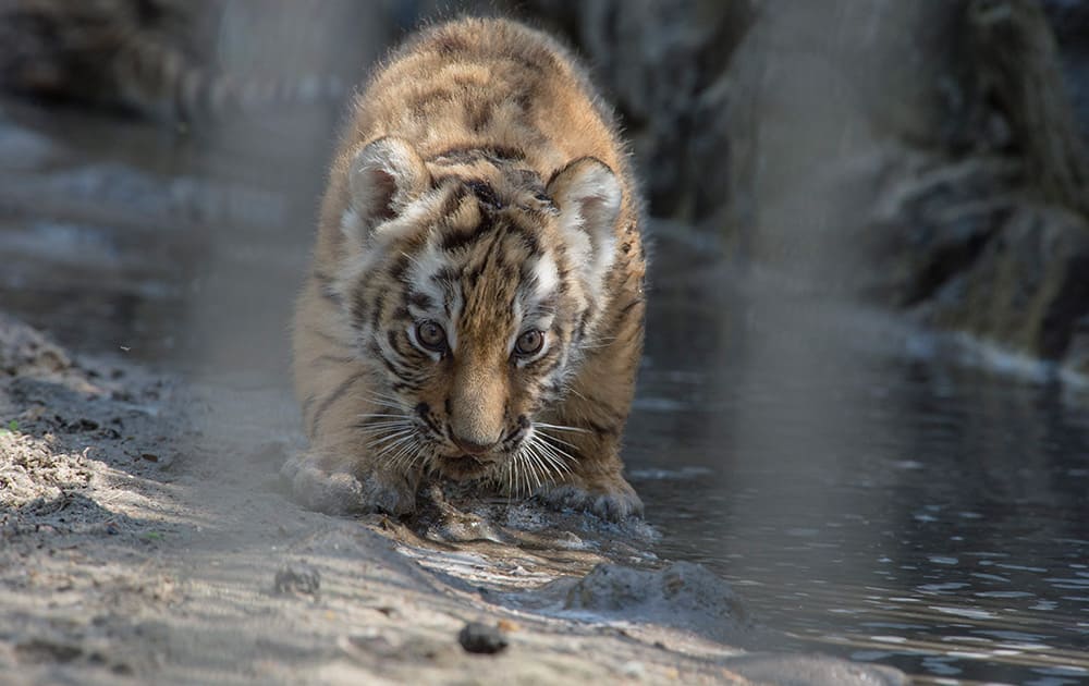 An Amur tiger cub drinks at the Novosibirsk Zoo, about 2,800 kilometers (1,750 miles) east of Moscow, Russia.