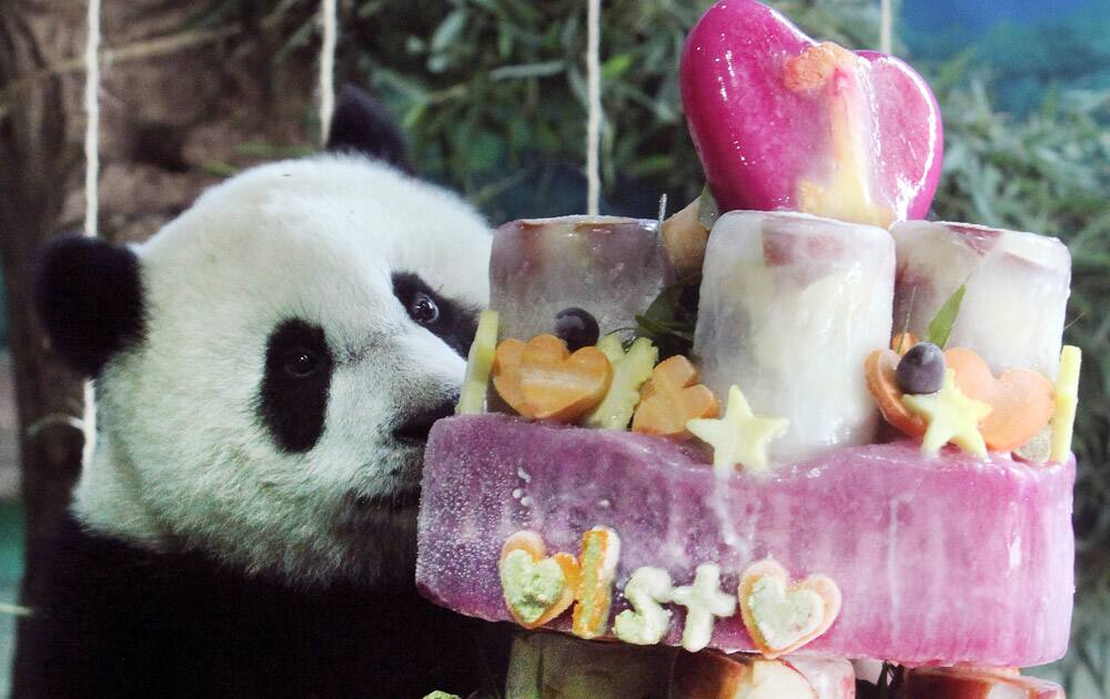 Taiwan`s panda cub Yuan Zai enjoys her birthday cake, in celebration of her first birthday at the Taipei Zoo in Taipei, Taiwan.