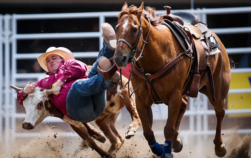 Straws Milan wrestles a steer during rodeo action at the Calgary Stampede in Calgary, Alberta.