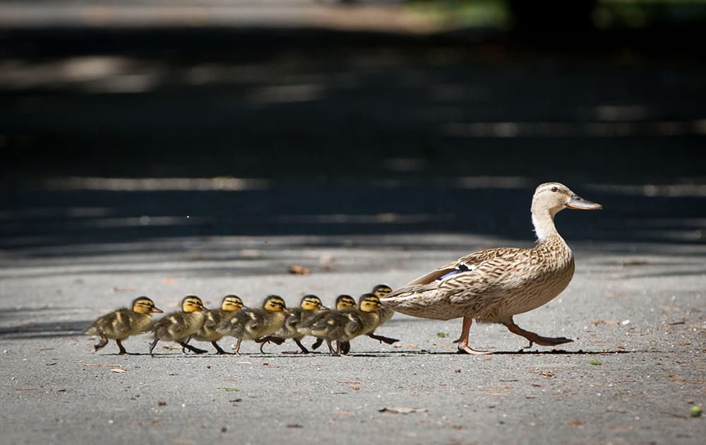 A duck with its ducklings crosses a footpath in Offenbach, near Frankfurt, central Germany.