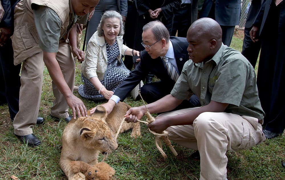 United Nations Secretary General Ban Ki-moon and his wife Ban Soon-Taek pet a lion cub which the Secretary General adopted giving the name Tumaini (Hope) during his visit to the Nairobi Orphanage in Nairobi, Kenya.