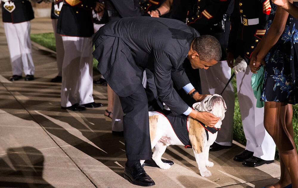 President Barack Obama pets Marine Corp mascot Sgt. Chesty XIV after a parade at the Marine Barracks in Washington.