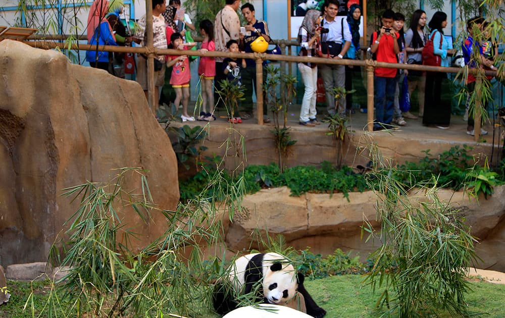 Visitors watch Xing Xing, formerly known as Fu Wa, one of two giant pandas from China, at the Giant Panda Conservation Center at the National Zoo in Kuala Lumpur, Malaysia.