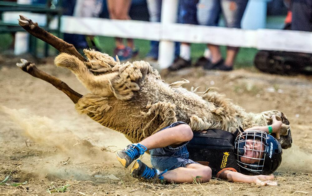 Kayden Dunaway, 6, falls off a sheep during the Mutton Bustin` competition at the Garrard County Fair near Lancaster, Ky.