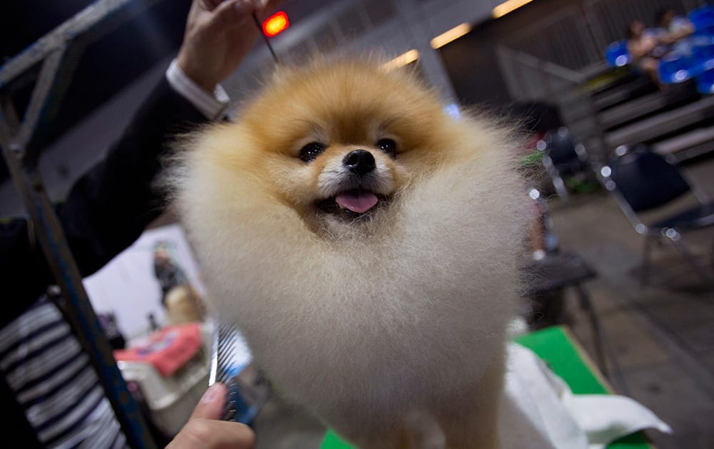 Pepsi, a male Pomeranian from Thailand, is groomed during Thailand International Dog Show in Bangkok, Thaialand.