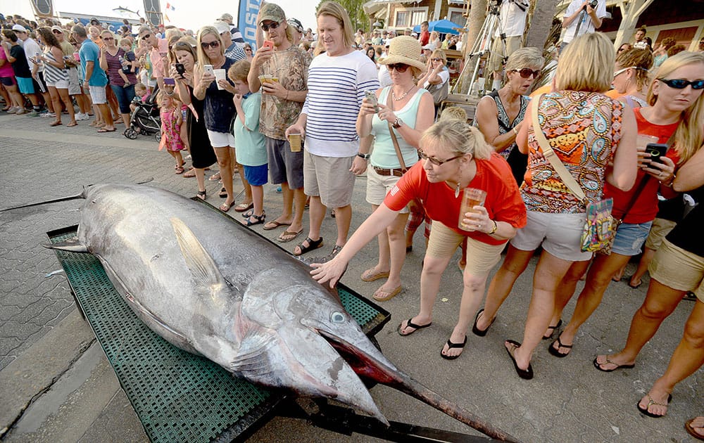 A crowd of people takes photographs and one touches a 594-pound-plus blue marlin as it is wheeled off after being weighed at the 12th Emerald Coast Blue Marlin Classic at Baytowne Marina in Sandestin, Fla. 