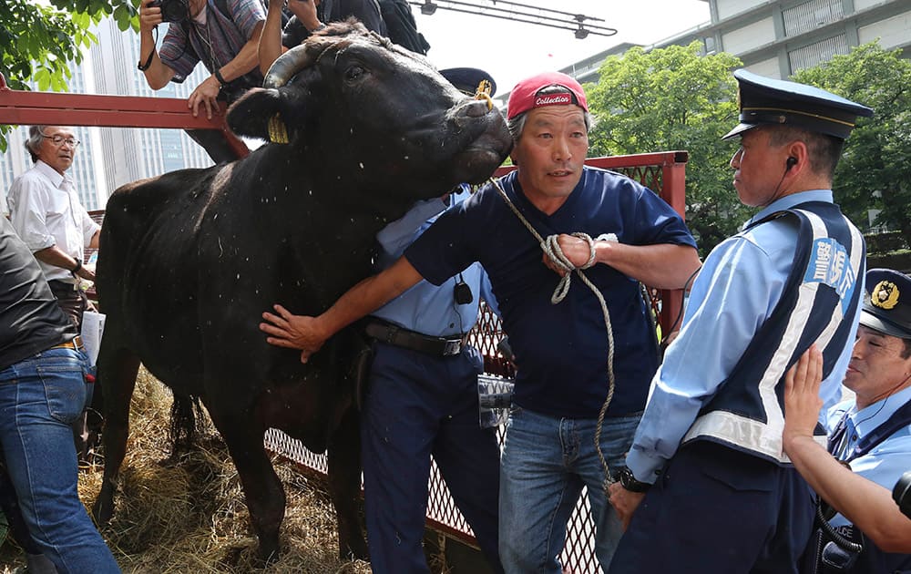 Japanese farmer Masami Yoshizawa, second right, shows a black bull with speckles to the media as police officers block him from leading the bull off a truck he drove from Fukushima, northeastern Japan, in front of Agriculture Ministry in Tokyo.