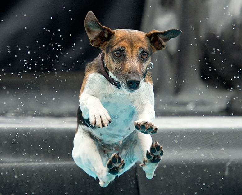 Jack Russel dog Lucie jumps into the water during the dog diving competition during the International pedigree dog and purebred cat exhibition in Erfurt, central Germany.