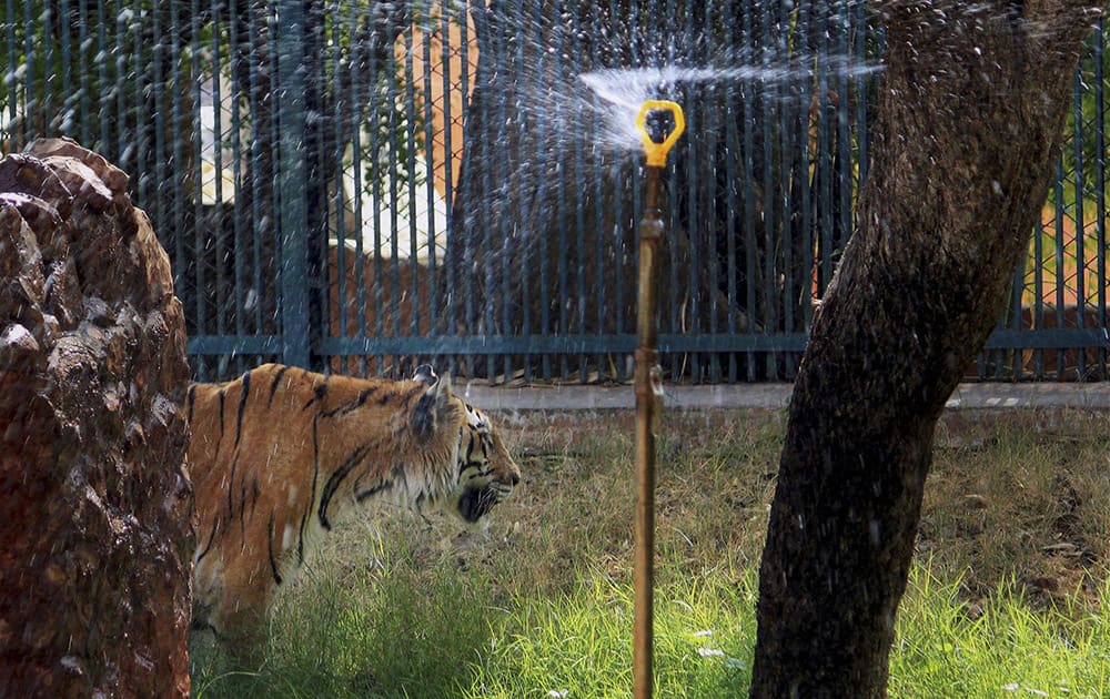 A Royal Bengal tiger standing under a water sprinkler to get respite from the heat as tempearature soars at Jaipur Zoo.