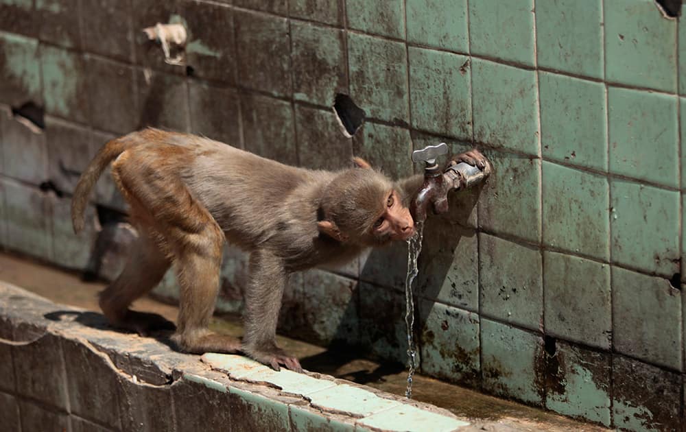 A monkey drinks from a water tap on a hot summer day in Jammu.