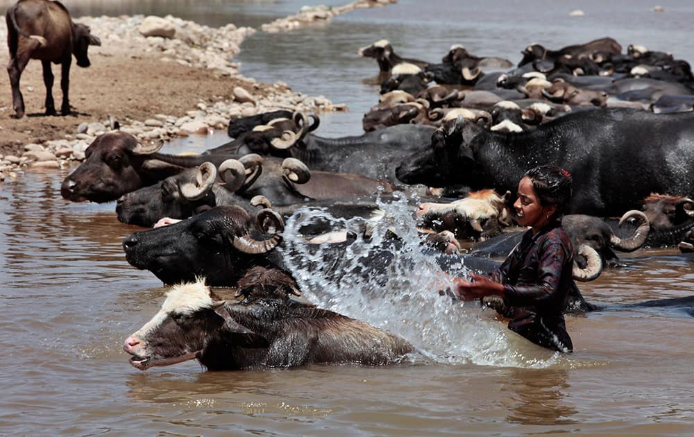 A girl washes cattle in the Tawi River in Jammu.