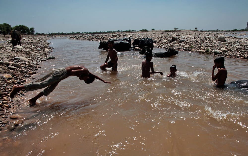 Boys enjoy a bath with buffaloes in the River Tawi on a hot summer day in Jammu.