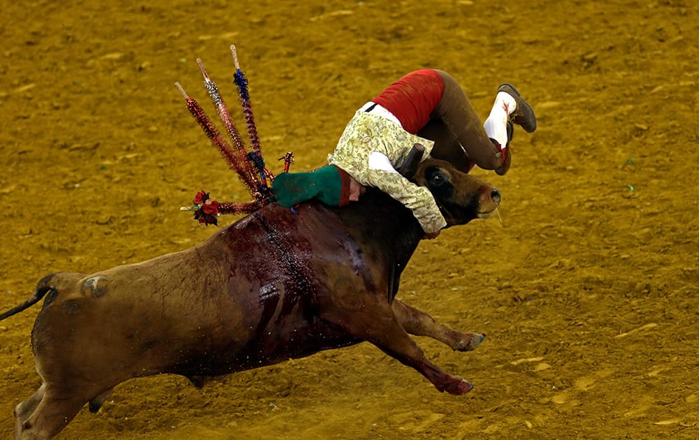 A Portuguese forcado of the group of Alcochete catches a bull during a traditional Portuguese bullfight at Lisbon`s Campo Pequeno bullring, Portugal.