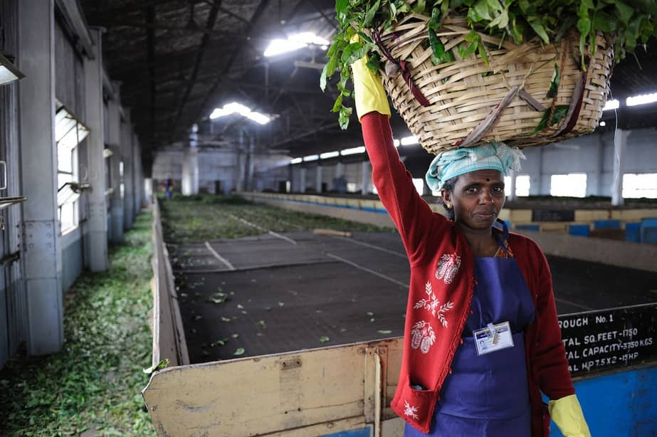 India is the second largest producer and exporter of tea after China. South India, which houses 265 tea factories, contributes over 45 percent to India’s tea exports. Pic Courtesy- UNDP India