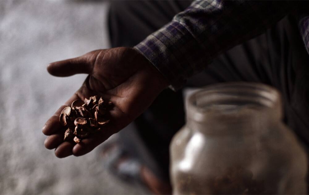 India is the world’s second largest exporter of medicinal plants after China. The World Health Organisation estimates that almost 65 percent of India’s population depends upon traditional medicines for sustenance and healthcare needs. Pic Courtesy- UNDP India