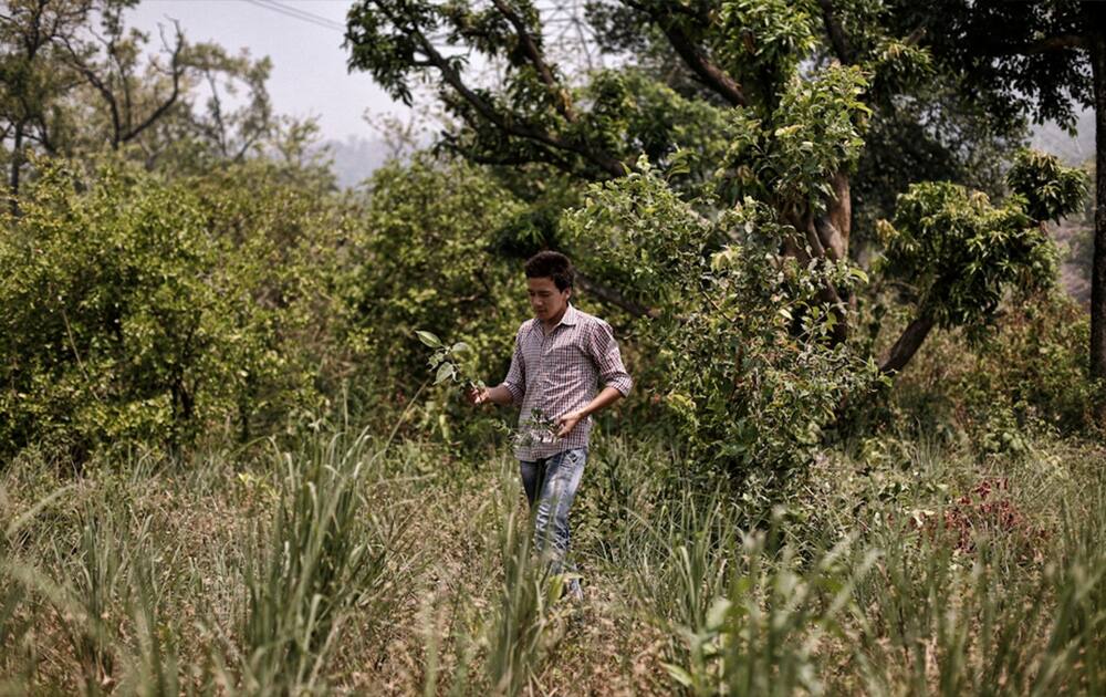 Amit Vohra is one of the 50 villagers who have been trained to contribute to the documentation of medicinal plants. About 30 percent of the trainees are women. Pic Courtesy- UNDP 