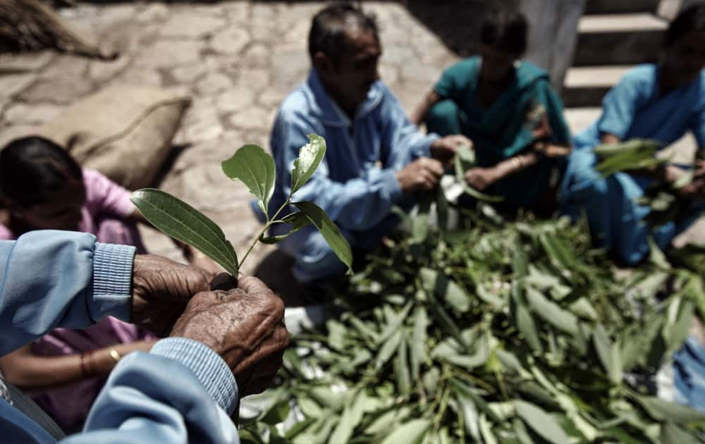 For people in Bodmallah village, a project site in Uttarakhand, life is turning over a new leaf. Villagers are receiving training on sustainable harvesting, drying, grading, packing and storing tejpatta (Indian bay leaf), a locally-grown leaf, known for its myriad culinary and medicinal properties. Pic Courtesy- UNDP 