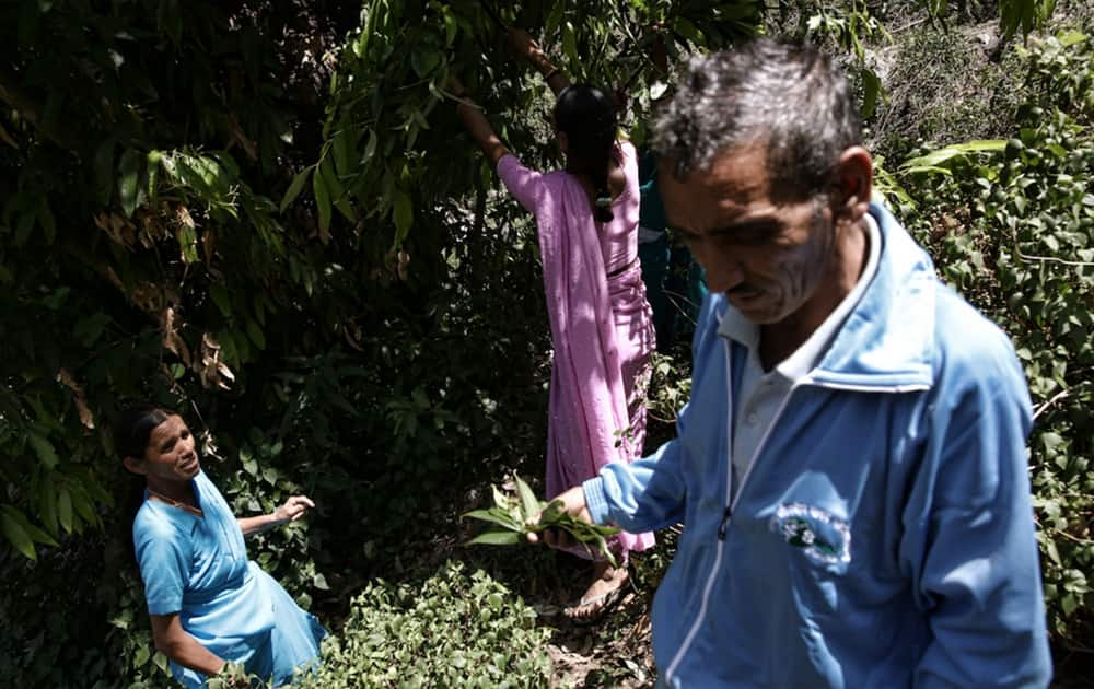 Ganga Devi, a local villager is being trained on how the tejpatta leaf can be collected with minimal damage to the tree. The trainer, Mangal Rawat was trained in a UNDP supported programme. Pic Courtesy- UNDP 