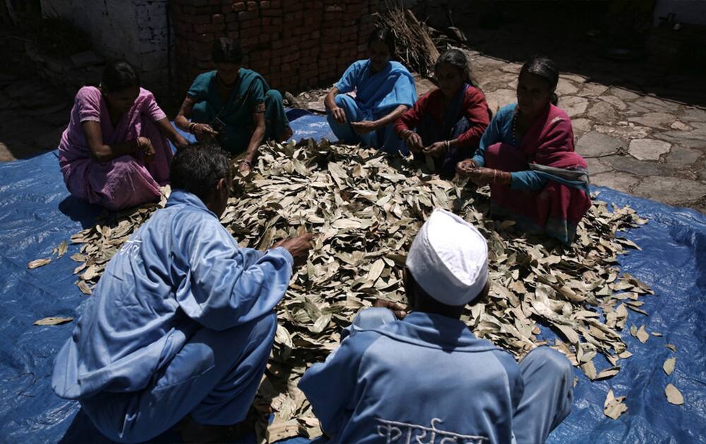 Not only have the trainings led to conservation of globally significant medicinal plants, but better quality of the leaf has also resulted in villagers earning greater revenue for the produce. Pic Courtesy- UNDP 