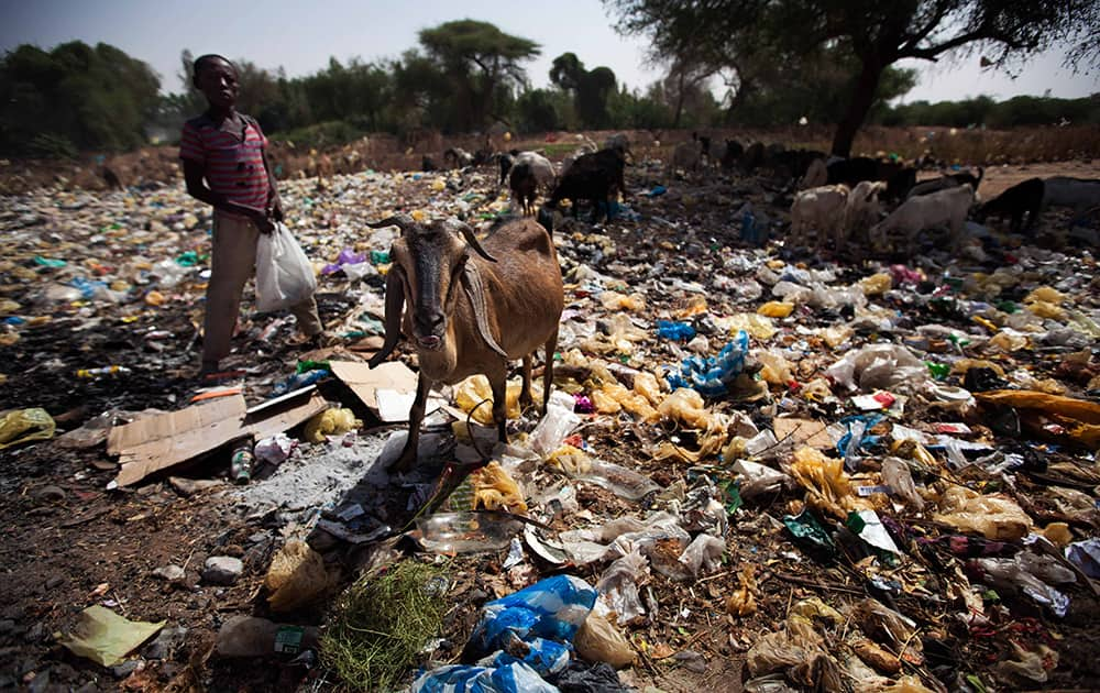 Goats eat waste in El Fasher, North Darfur, Sudan. According to experts from the Ministry of Environment of North Darfur, many animals are fed waste and become a potential danger for the health of meat consumers. June 5 is observed by the United Nations as World Environment Day. 