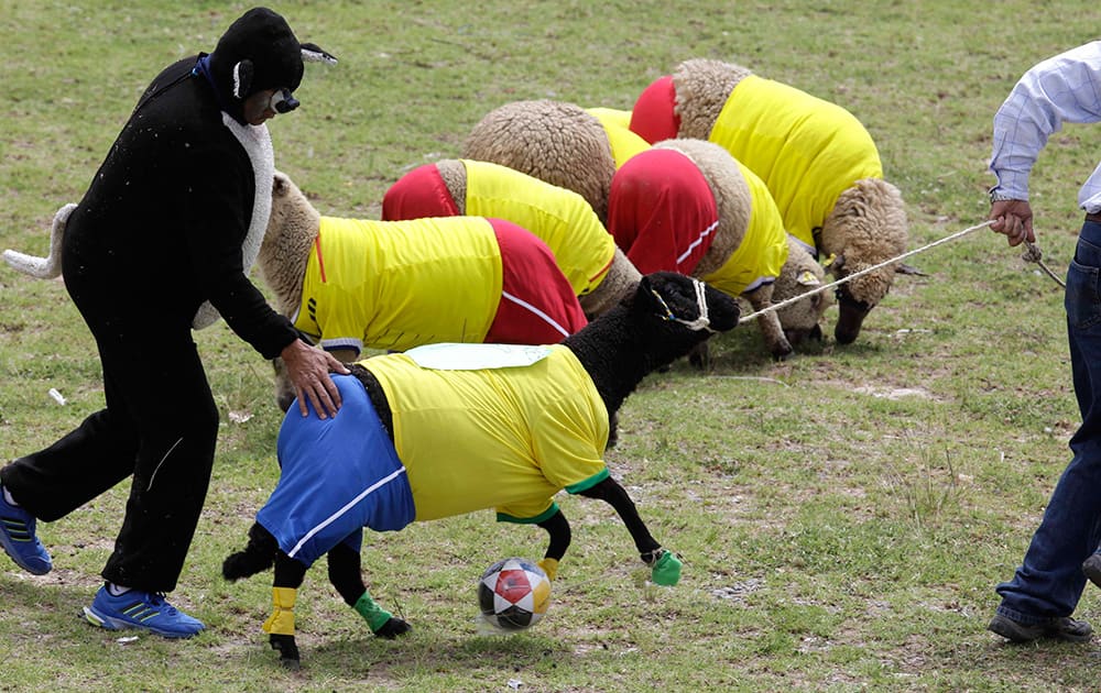 Shepherds herd a sheep dressed in jersey of Brazil`s national soccer team, during a soccer sheep match between Brazil and Colombia in Nobsa, Colombia.