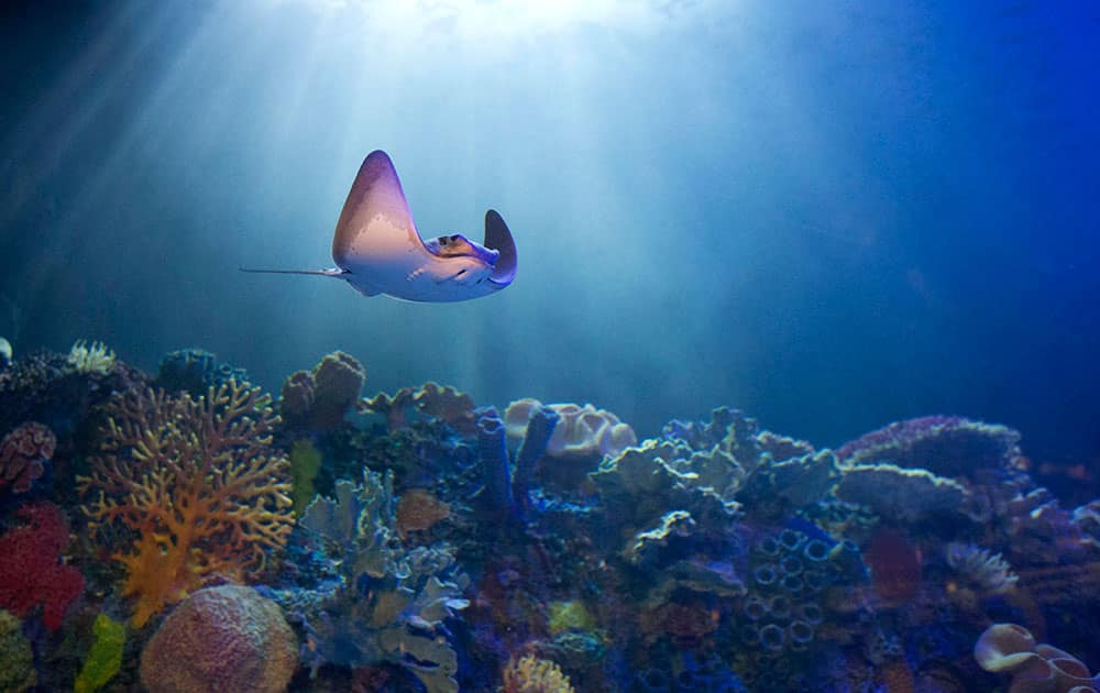 A ray swims over a bed of coral at the Inbursa Aquarium in Mexico City.