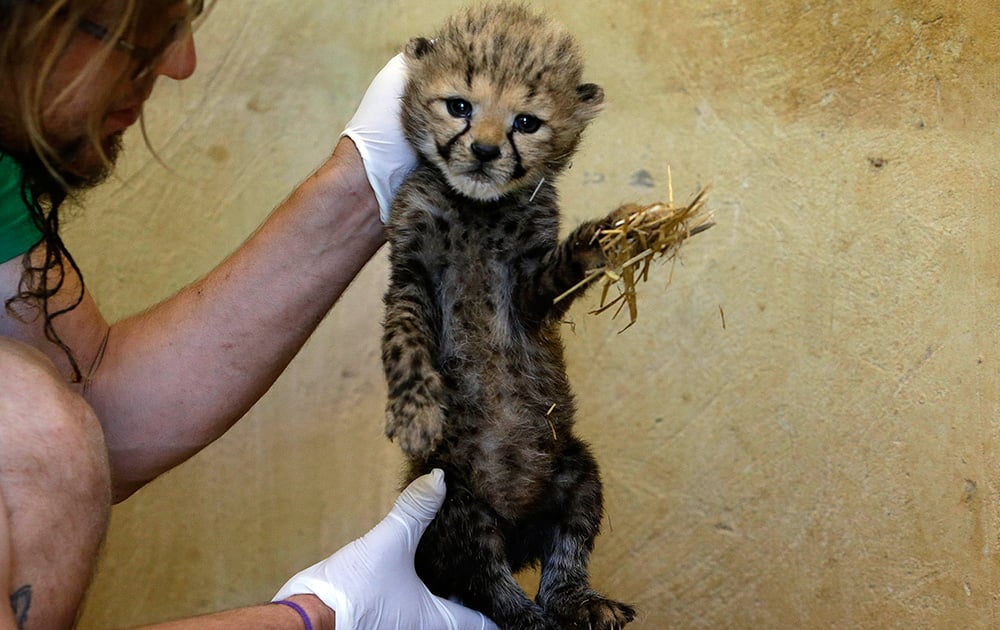 A zoo employee holds a month-old cheetah cub at the private Attica Zoological Park, in Spata, east of Athens.