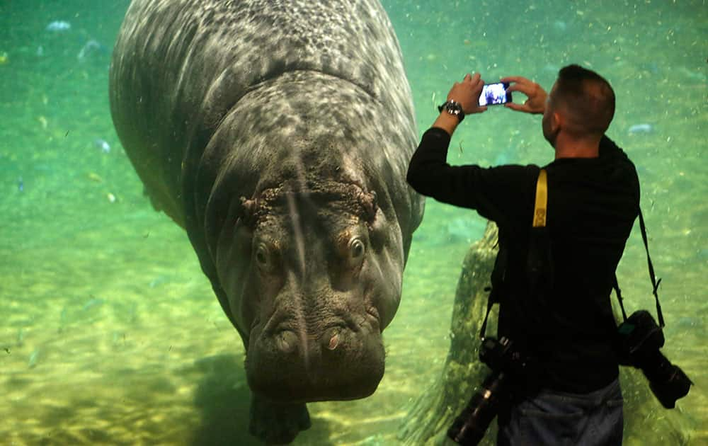 A man photographs a hippopotamus, named Genny, at Adventure Aquarium in Camden, N.J.