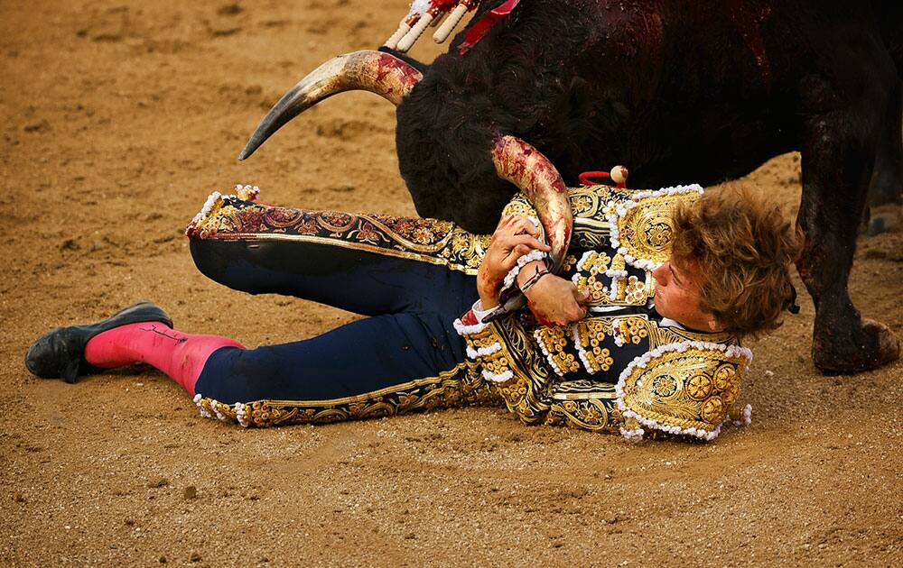 Spanish bullfighter Roman grabs the horn of a Guadaira ranch fighting bull after being tossed during a bullfight of the San Isidro fair in Madrid, Spain.