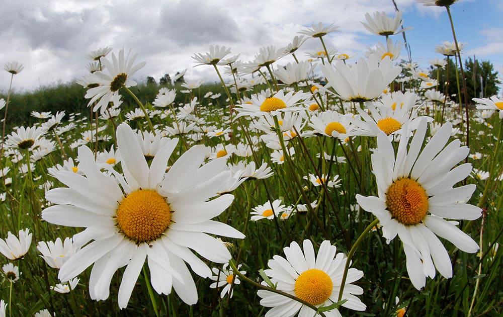 Marguerites stand on a field near Frankfurt, Germany.