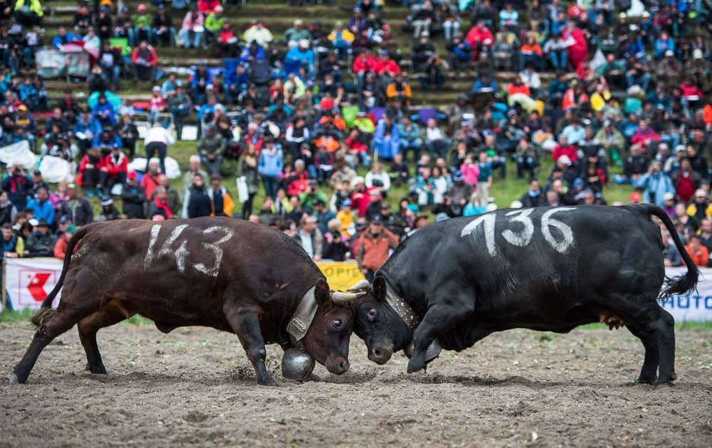 Two cows fight during the traditional annual `Combats de Reines` (`Battle of the Queens`), a cow fight in Aproz, western Alpine canton of Valais, Switzerland.