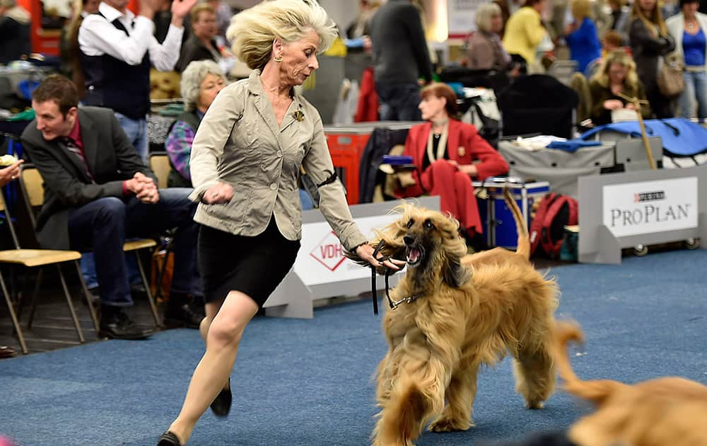 An Afghan greyhound performs with its owner at the dog show in Dortmund, Germany.