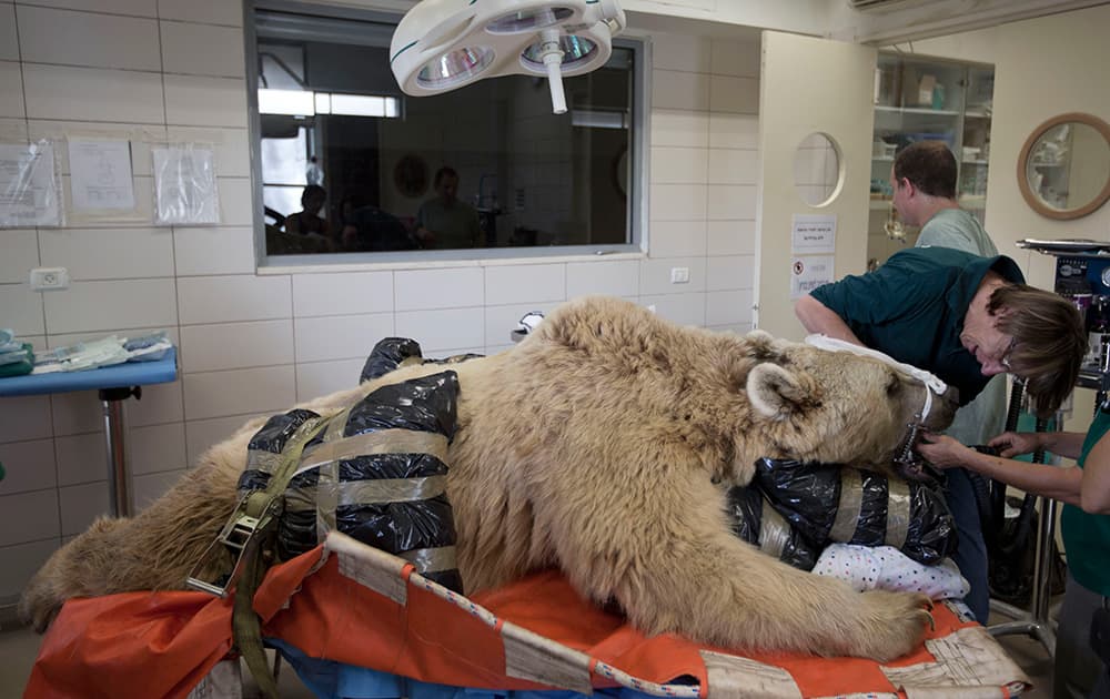 Mango, a 19-year-old male Syrian brown bear, rests on a bed as zoo veterinarians and staff prepare him for surgery in the Ramat Gan Zoological Center`s animal hospital near Tel Aviv, Israel. The 250 kilogram (550 pound) Syrian brown bear is going into surgery to repair a herniated disc in his back after it was discovered in an x-ray.