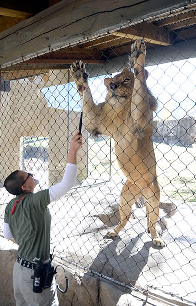 Hogle Zoo lion trainer Tonya Matelski uses food and conditioning in training one of the two recently acquired young male lions in the Zoo`s new Lions` Hill exhibit, in Salt Lake City.