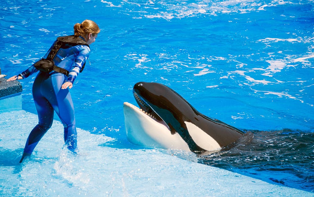 In this handout photo provided by Sea World, a trainer wears an inflatable safety vest, in Orlando, Fla., whenever she works near the killer whales. 