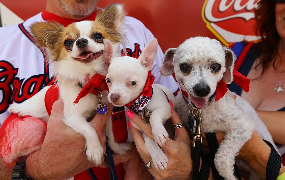 Cora, from left, Matthew, and Ricky, from Warner Robbins have their picture taken as they arrive for the Braves `Bark in the Park` with their owners Bill and Triester Stringer and Elisa Ponsell during a baseball game with the Atlanta Braves and the Cincinnati Reds in Atlanta. 