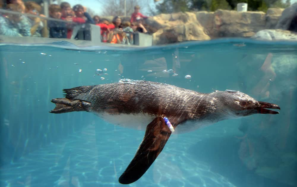 One of the three newest members to the Mystic Aquarium`s African Penguin exhibit dives under the water during the first public appearance at the Mystic Aquarium`s African Penguin exhibit in Stonington, Conn.