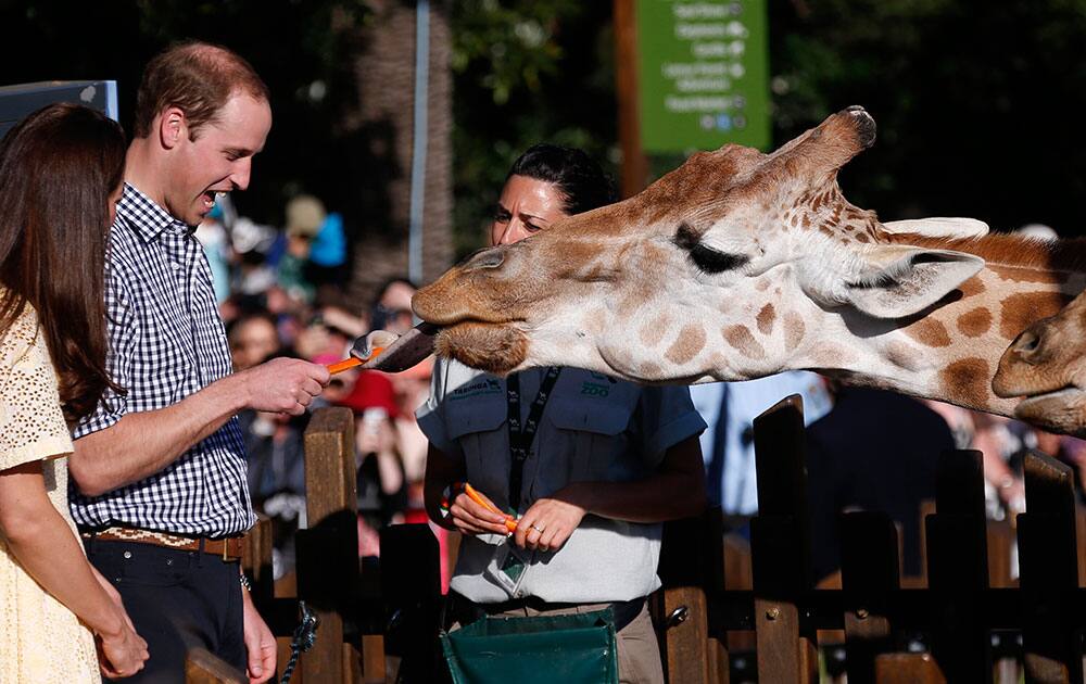 Britain`s Prince William reacts as he and his wife Kate, the Duchess of Cambridge, feed giraffes during a visit to Sydney`s Taronga Zoo, Australia.