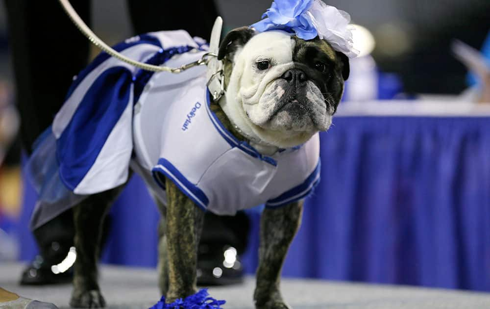 Deliylah stands after winning the best dressed dog award at the 35th annual Drake Relays Beautiful Bulldog Contest in Des Moines, Iowa.